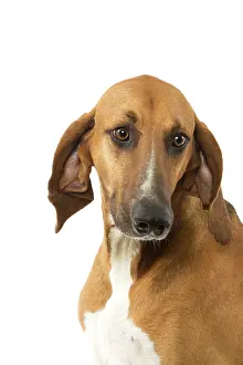 Poitevin: Dog - Poitevin Hound
