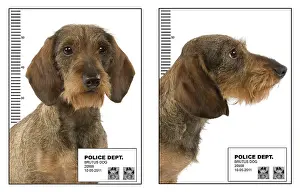 Police: Dog - Police Dog