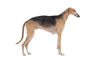 Greyhounds: Dog - Polish Greyhound
