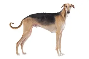Greyhounds: Dog - Polish Greyhound