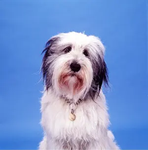 Disc: DOG - Polish Lowland Sheepdog