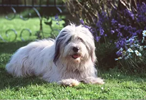 Sheepdogs: DOG - Polish Lowland Sheepdog