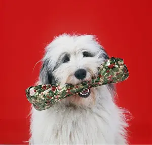 Rewards: DOG - Polish Lowland Sheepdog with a Christmas wrapped bone