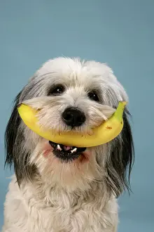 Bananas: Dog - Polish Lowland Sheepdog holding a banana