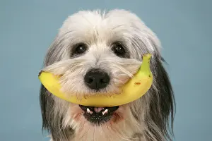 Bananas: Dog - Polish Lowland Sheepdog holding a banana