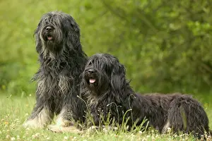 Scruffy: DOG - Polish Lowland SHEEPDOG / Polski Owczarek Nizinny