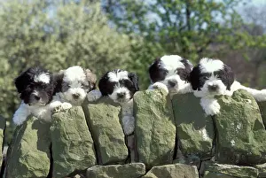 DOG - Polish Lowland Sheepdog Puppies, five peer over wall