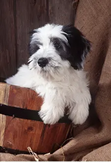Bucket: DOG - Polish Lowland Sheepdog, puppy in tub