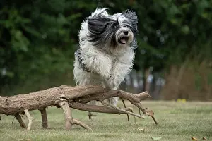 John Daniels: DOG. Polish Lowland Sheepdog, running in a garden