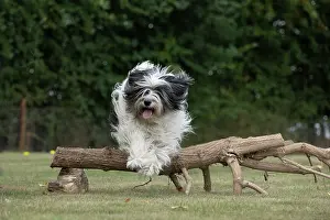 John Daniels: DOG. Polish Lowland Sheepdog, running in a garden