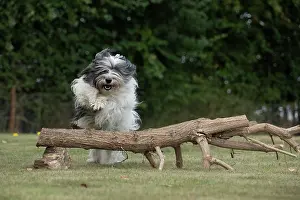 John Daniels: DOG. Polish Lowland Sheepdog, running in a garden