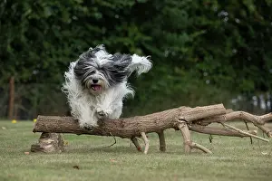 John Daniels: DOG. Polish Lowland Sheepdog, running in a garden