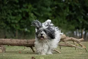 John Daniels: DOG. Polish Lowland Sheepdog, running in a garden