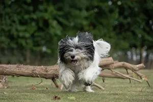 John Daniels: DOG. Polish Lowland Sheepdog, running in a garden