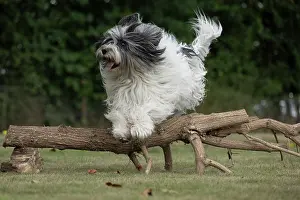 John Daniels: DOG. Polish Lowland Sheepdog, running in a garden