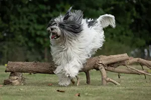 John Daniels: DOG. Polish Lowland Sheepdog, running in a garden