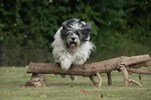 John Daniels: DOG. Polish Lowland Sheepdog, running in a garden