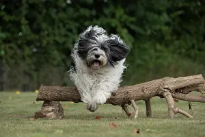 John Daniels: DOG. Polish Lowland Sheepdog, running in a garden