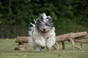 John Daniels: DOG. Polish Lowland Sheepdog, running in a garden