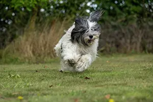 John Daniels: DOG. Polish Lowland Sheepdog, running in a garden
