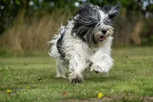John Daniels: DOG. Polish Lowland Sheepdog, running in a garden