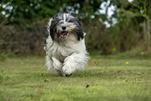 John Daniels: DOG. Polish Lowland Sheepdog, running in a garden