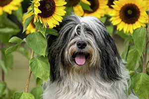 John Daniels: DOG. Polish Lowland Sheepdog, sitting with sunflowers