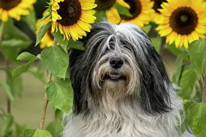 John Daniels: DOG. Polish Lowland Sheepdog, sitting with sunflowers