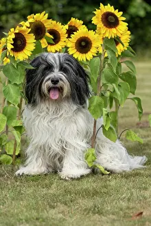 John Daniels: DOG. Polish Lowland Sheepdog, sitting with sunflowers