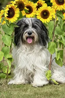 John Daniels: DOG. Polish Lowland Sheepdog, sitting with sunflowers