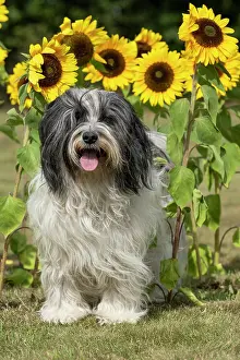 John Daniels: DOG. Polish Lowland Sheepdog, sitting with sunflowers