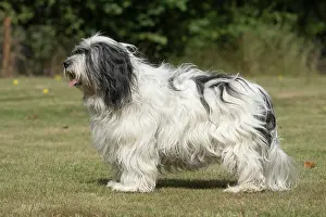 John Daniels: DOG. Polish Lowland Sheepdog, standing
