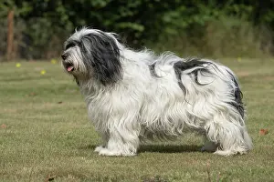 John Daniels: DOG. Polish Lowland Sheepdog, standing