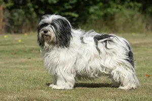 John Daniels: DOG. Polish Lowland Sheepdog, standing