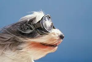 Quirky: DOG - Polish Lowland Sheepdog wearing goggles in wind
