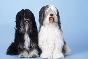 Sheepdogs: DOG - POLISH LOWLAND SHEEPDOGS - x two in studio