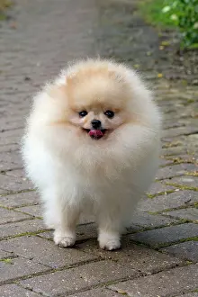 Pomerainian: Dog - Pomerainian
