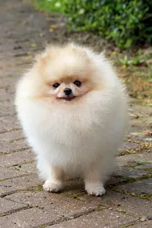 Pomerainian: Dog - Pomerainian