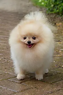 Pomerainian: Dog - Pomerainian