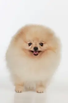 Pomerainian: Dog - Pomerainian