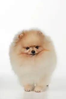 Pomerainian: Dog - Pomerainian