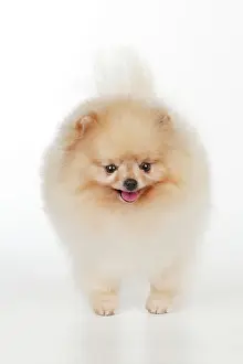 Pomerainian: Dog - Pomerainian