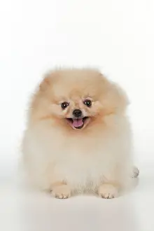 Pomerainian: Dog - Pomerainian