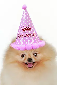 Spitz: Dog - Pomerainian
