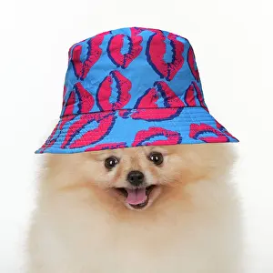 Spitz: Dog - Pomerainian