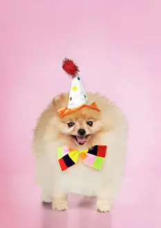 Fancy: Dog Pomeranian
