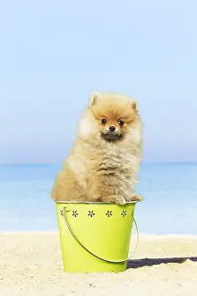 280219: Dog - Pomeranian - on beach Dog - Pomeranian - on beach