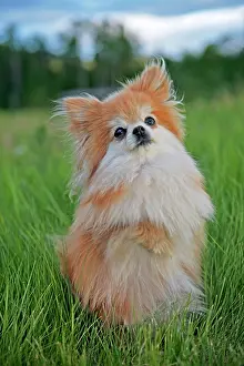 Tricks: Dog - Pomeranian / Dwarf spitz, in grass standing