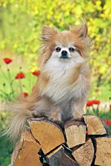 Stacked: Dog - Pomeranian / Dwarf spitz sitting on pile