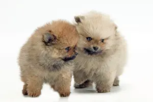Smallest: Dog - Pomeranian / Dwarf spitz - smallest member